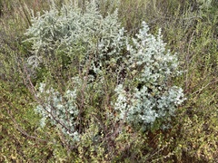 Dissocarpus paradoxus