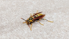 Polistes rothneyi