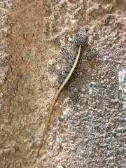 Cnemaspis mysoriensis