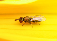 Torymidae