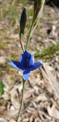 Thelymitra crinita