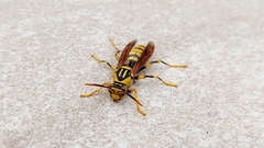 Polistes rothneyi