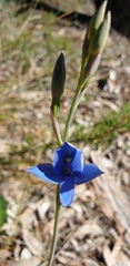 Thelymitra crinita