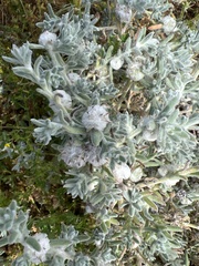 Dissocarpus paradoxus