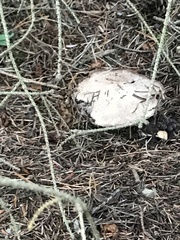 Chlorophyllum olivieri