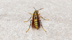 Polistes rothneyi
