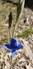 Thelymitra crinita