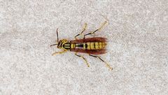 Polistes rothneyi