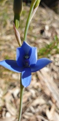 Thelymitra crinita