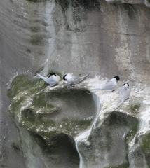 Sterna striata striata