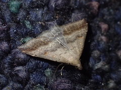 Tetanolita palligera