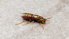 Polistes rothneyi
