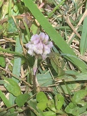 Trifolium repens