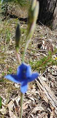 Thelymitra crinita