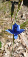 Thelymitra crinita