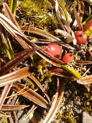 Astelia linearis