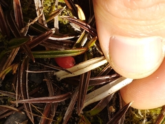 Astelia linearis