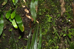 Loxogramme dictyopteris