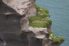 Sterna striata striata