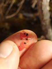 Astelia linearis