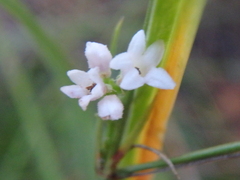 Asperula cynanchica