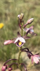 Eulophia hians