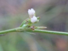Asperula cynanchica