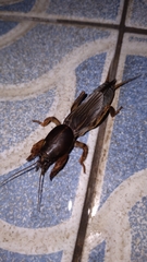 Gryllotalpa