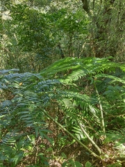 Angiopteris lygodiifolia