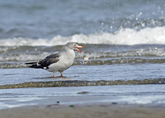 Leucophaeus scoresbii