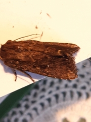 Dasygaster padockina