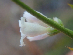 Asperula cynanchica
