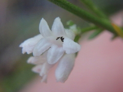 Asperula cynanchica