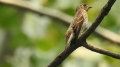 Muscicapa sibirica
