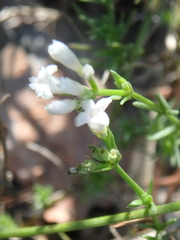 Asperula cynanchica