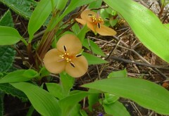 Murdannia lanuginosa