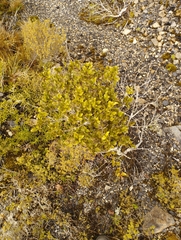 Pterophylla racemosa