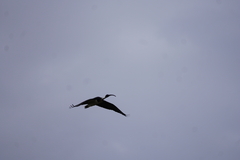 Threskiornis spinicollis