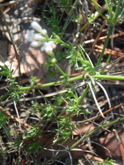 Asperula cynanchica