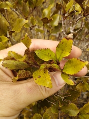 Pterophylla racemosa