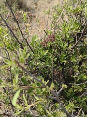 Diospyros lycioides