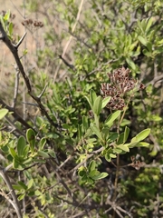 Diospyros lycioides