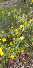 Hibbertia hypericoides