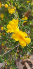 Hibbertia hypericoides