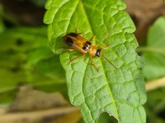 Phyllobrotica quadrimaculata