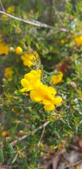 Hibbertia hypericoides