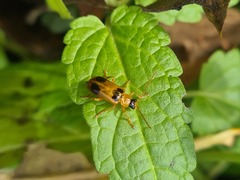 Phyllobrotica quadrimaculata