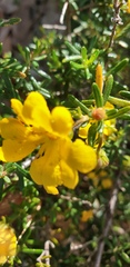 Hibbertia hypericoides