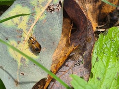 Phyllobrotica quadrimaculata