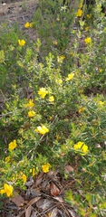 Hibbertia hypericoides